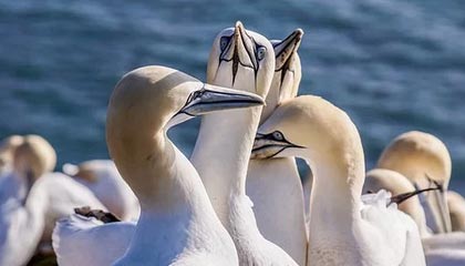 九游体育官网入口-陈佳佩拉卡尼赛后合影传递友谊，陈佳专访