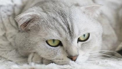 九游官网入口充值-张雨霏泳姿教学片获教练点赞，张雨霏游泳比赛时间